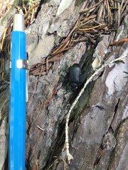 Neanthophylax tenebrosus