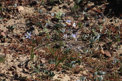 Ixia rapunculoides
