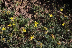 Pauridia serrata serrata