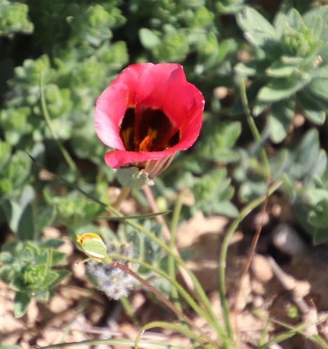 Romulea sabulosa