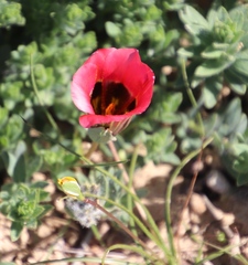 Romulea sabulosa
