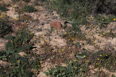 Pauridia serrata serrata