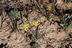 Pauridia serrata serrata
