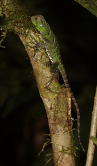 Enyalioides