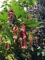 Leycesteria formosa
