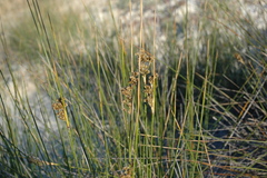 Juncus maritimus