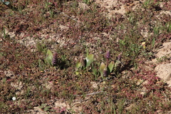 Lachenalia elegans