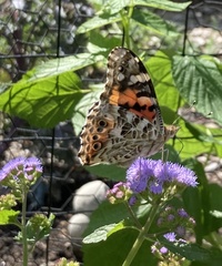 Vanessa cardui