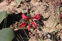 Romulea sabulosa