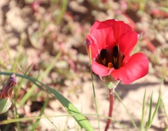 Romulea sabulosa
