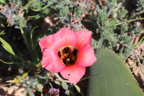 Image of Satin Froetang by (c) Tony Rebelo, some rights reserved (CC BY-SA)
