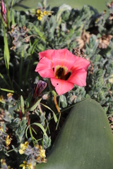Romulea sabulosa