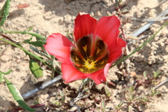 Romulea sabulosa