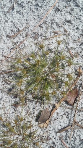 Sandy field hairsedge (Bulbostylis stenophylla)