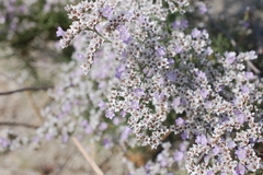 Limonium dichotomum