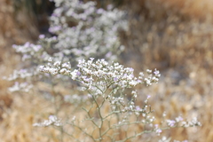 Limonium dichotomum
