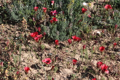Romulea sabulosa