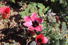 Romulea sabulosa