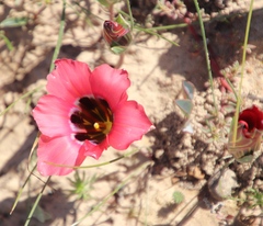 Romulea sabulosa