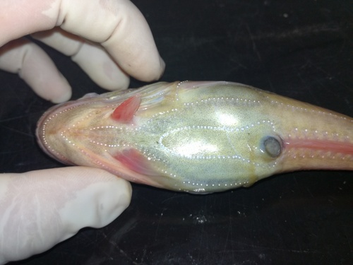 Daisy midshipman (Porichthys margaritatus) — Batrachoididae — 2