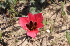 Romulea sabulosa