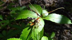 Achenoderus octomaculatus