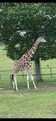 Giraffa