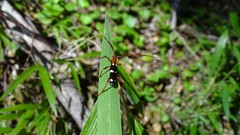 Achenoderus octomaculatus
