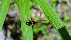 Achenoderus octomaculatus