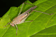 Enthephippion borellii