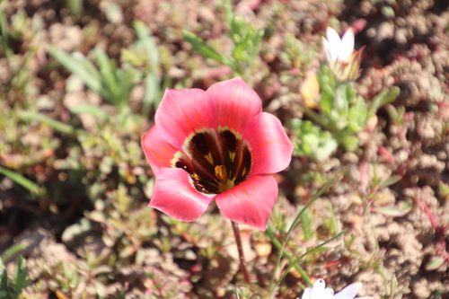 Image of Satin Froetang by (c) Tony Rebelo, some rights reserved (CC BY-SA)