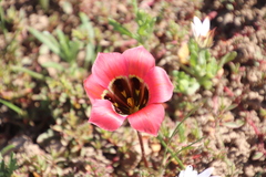 Romulea sabulosa