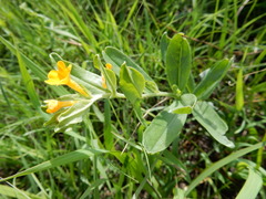 Lithospermum canescens