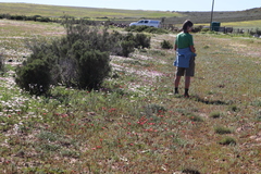 Romulea sabulosa