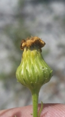 Chrysopsis scabrella image