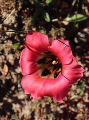 Romulea sabulosa
