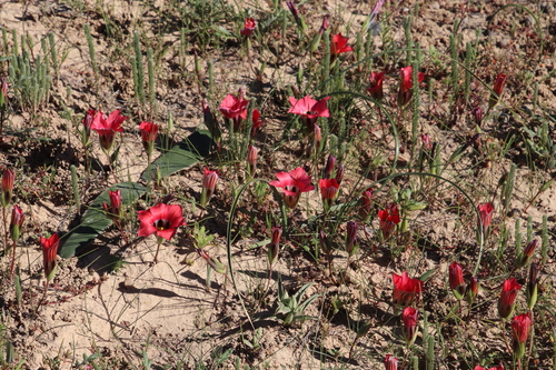 Image of Satin Froetang by (c) Tony Rebelo, some rights reserved (CC BY-SA)