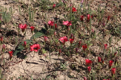 Romulea sabulosa