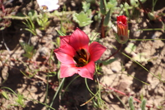 Romulea sabulosa