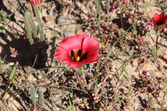 Romulea sabulosa