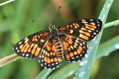 Chlosyne definita