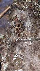Xysticus audax