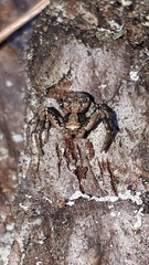 Xysticus audax