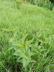 Scrophularia lanceolata