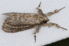 Dasychira atrivenosa