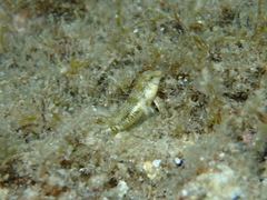 Microlipophrys dalmatinus