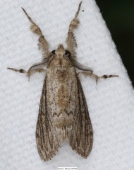 Dasychira atrivenosa