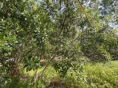 Morella cerifera image