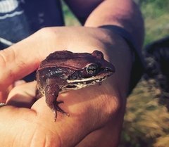 Lithobates sylvaticus image