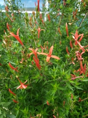 Anisacanthus